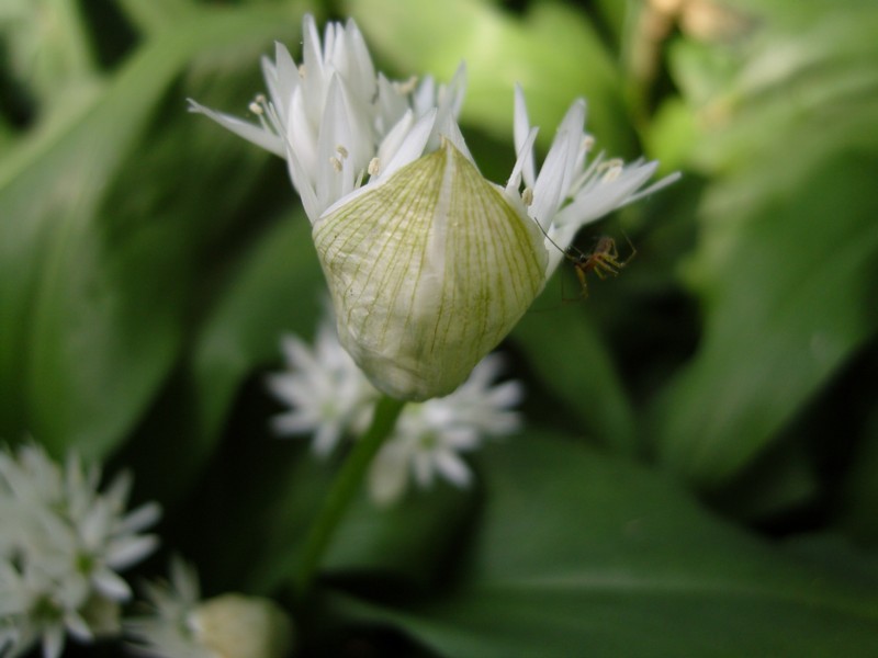 Allium ursinum (door Tjerk Nawijn)