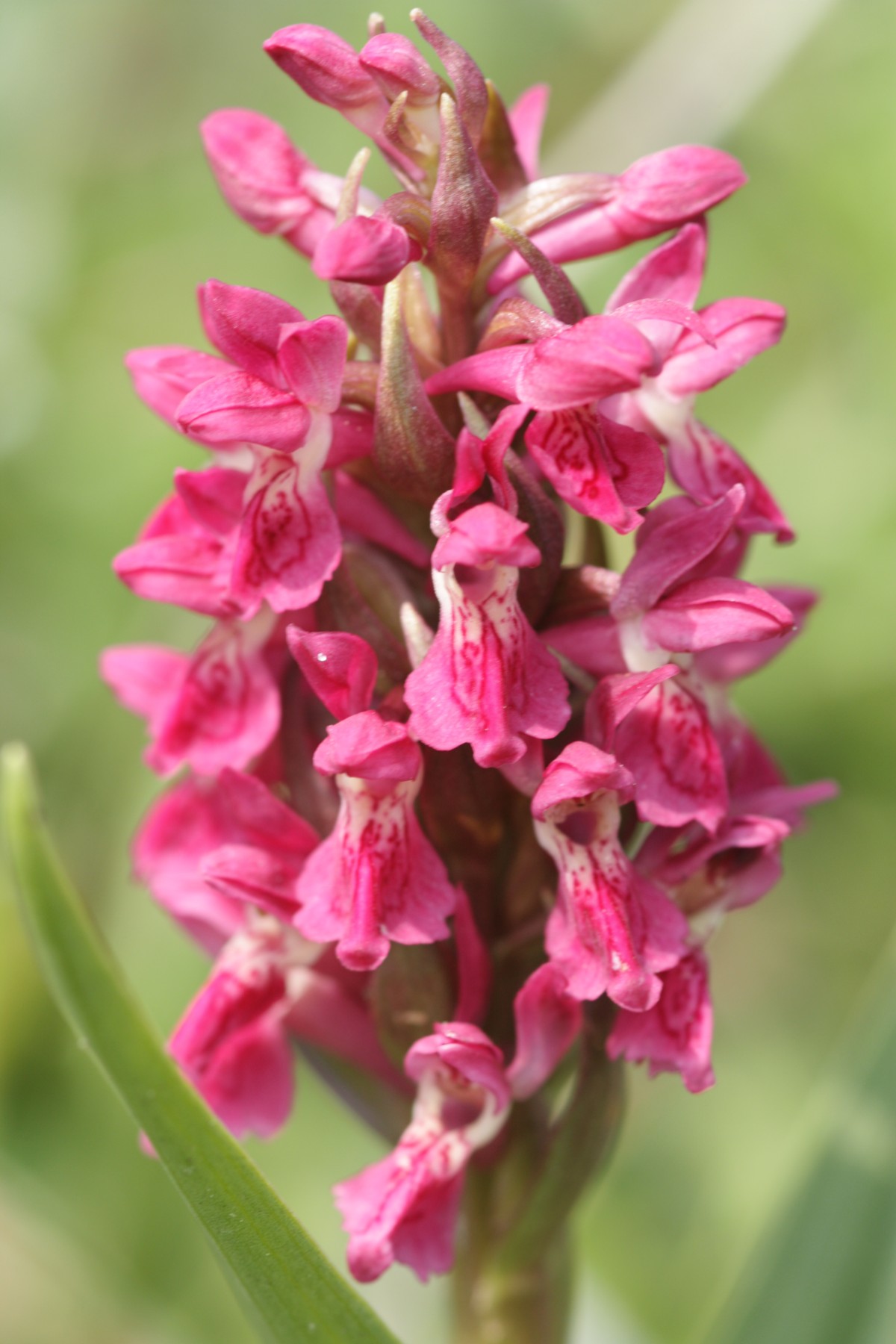 Dactylorhiza incarnata subsp. coccinea (door Tjerk Nawijn)