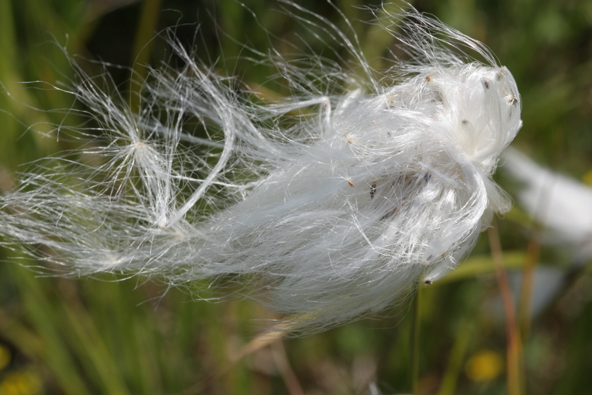 Eriophorum angustifolium (door Tjerk Nawijn)