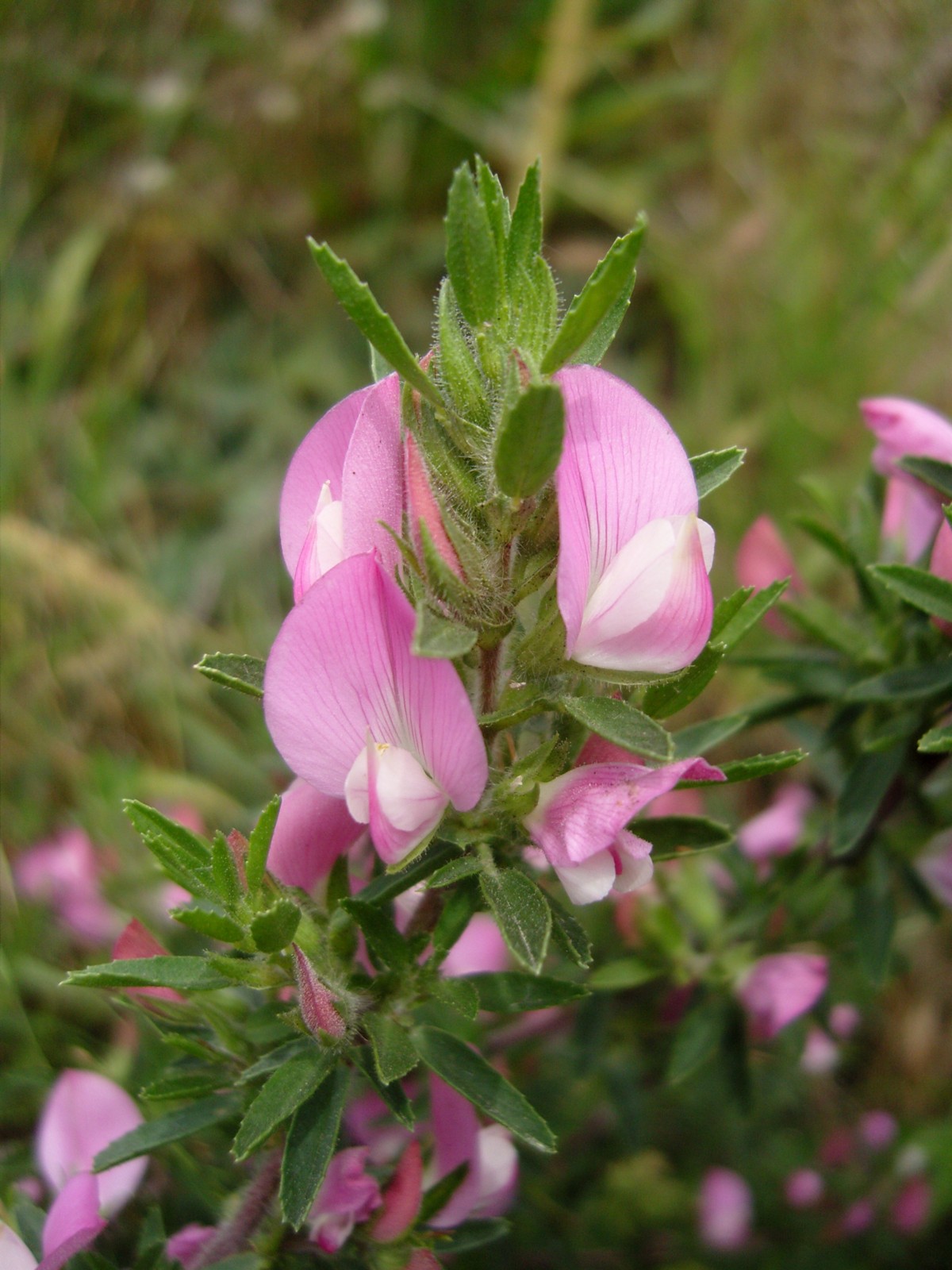 Ononis spinosa subsp. spinosa (door Tjerk Nawijn)