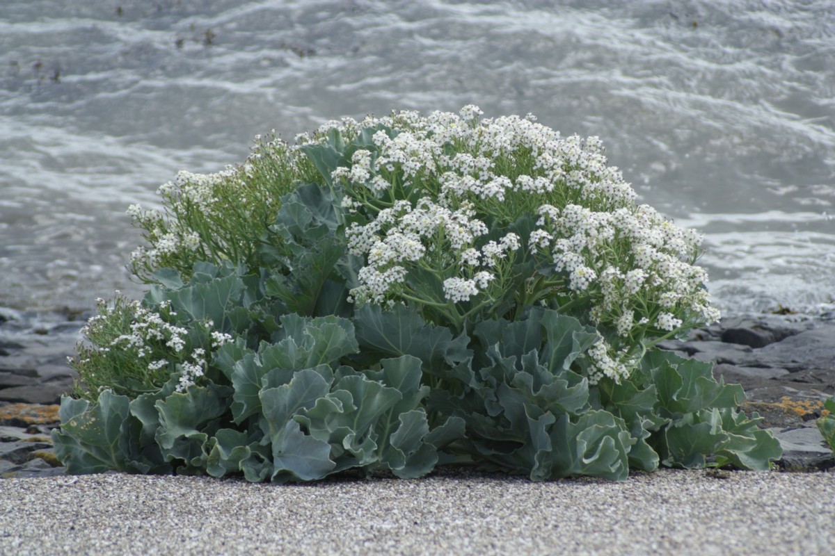 Crambe maritima (door Tjerk Nawijn)