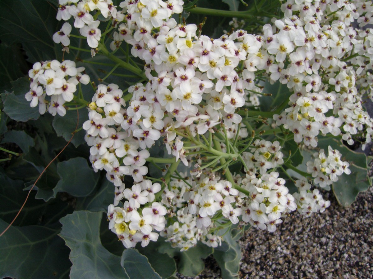 Crambe maritima (door Tjerk Nawijn)