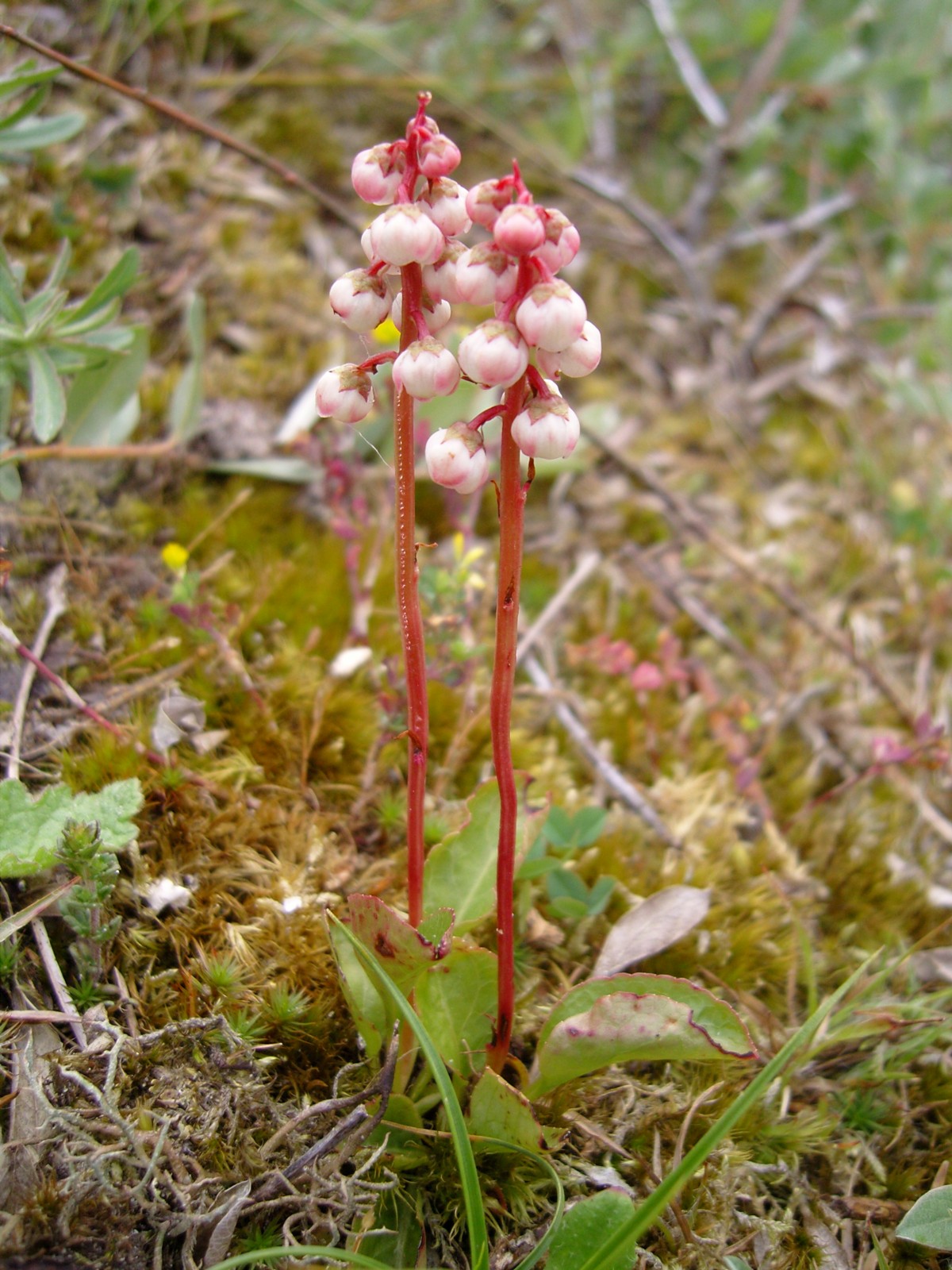 Pyrola minor (door Tjerk Nawijn)