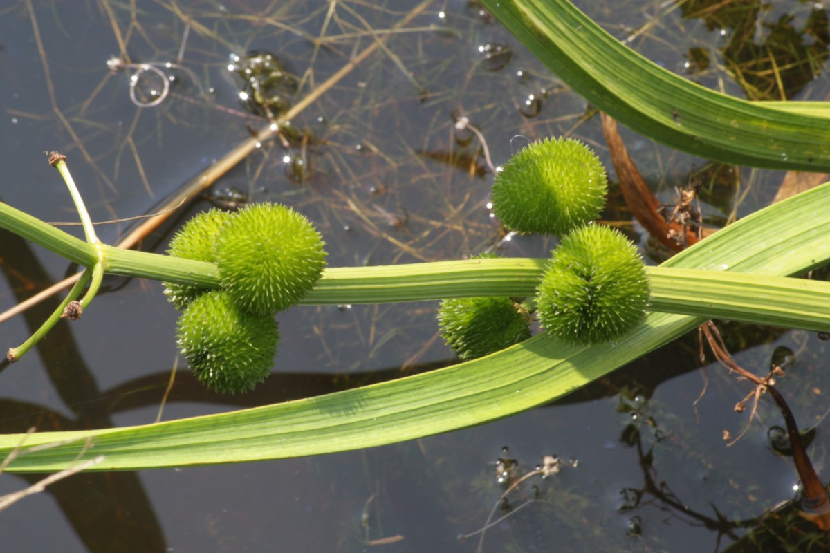 Sagittaria sagittifolia (door Tjerk Nawijn)