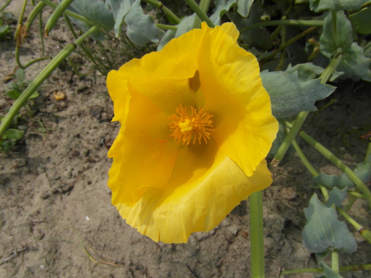 Glaucium flavum (door Tjerk Nawijn)