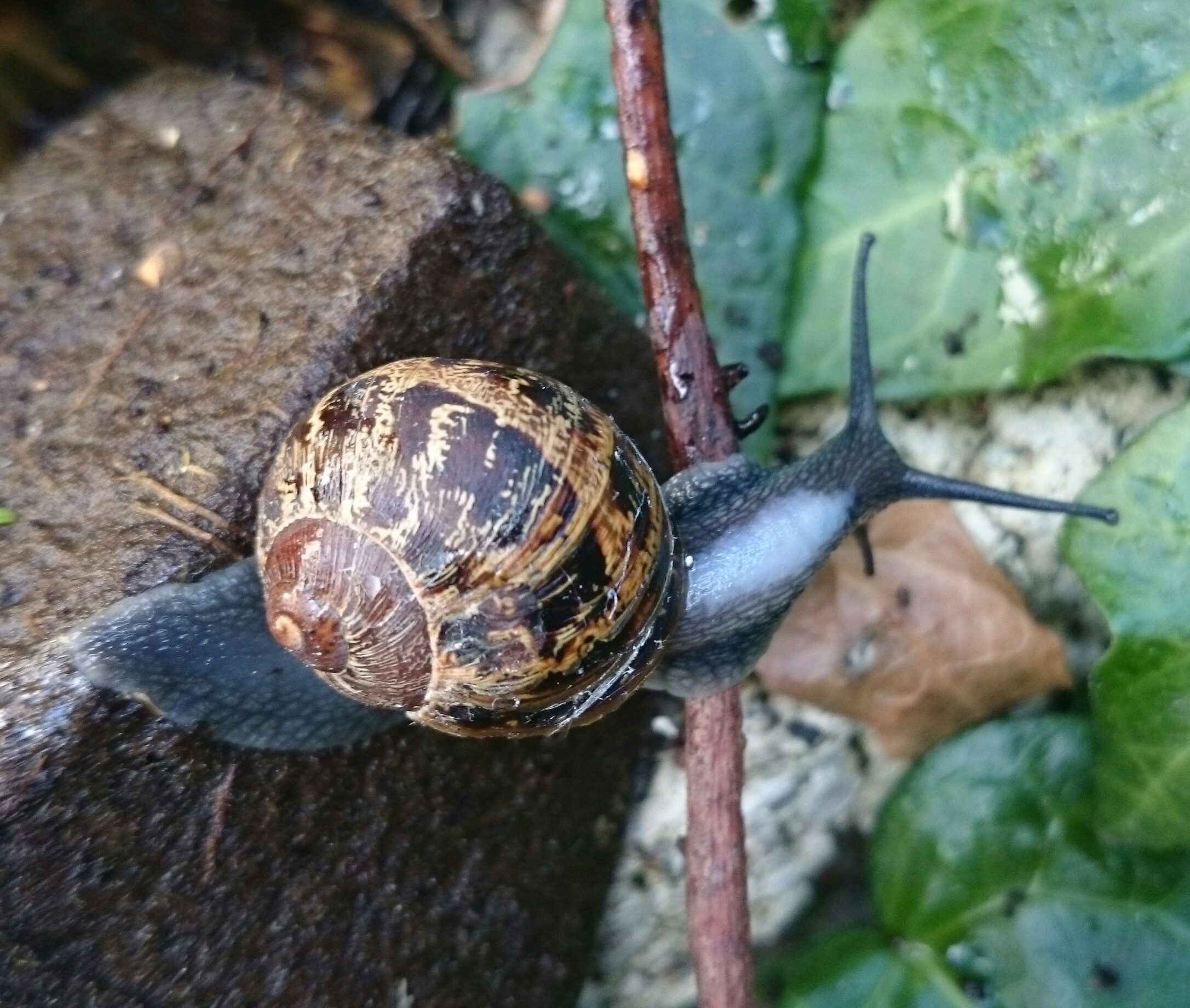 Cornu aspersum aspersum (door Jaap de Boer)