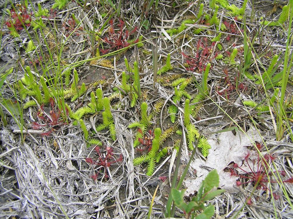 Lycopodiella inundata (door Frank van Gessele)