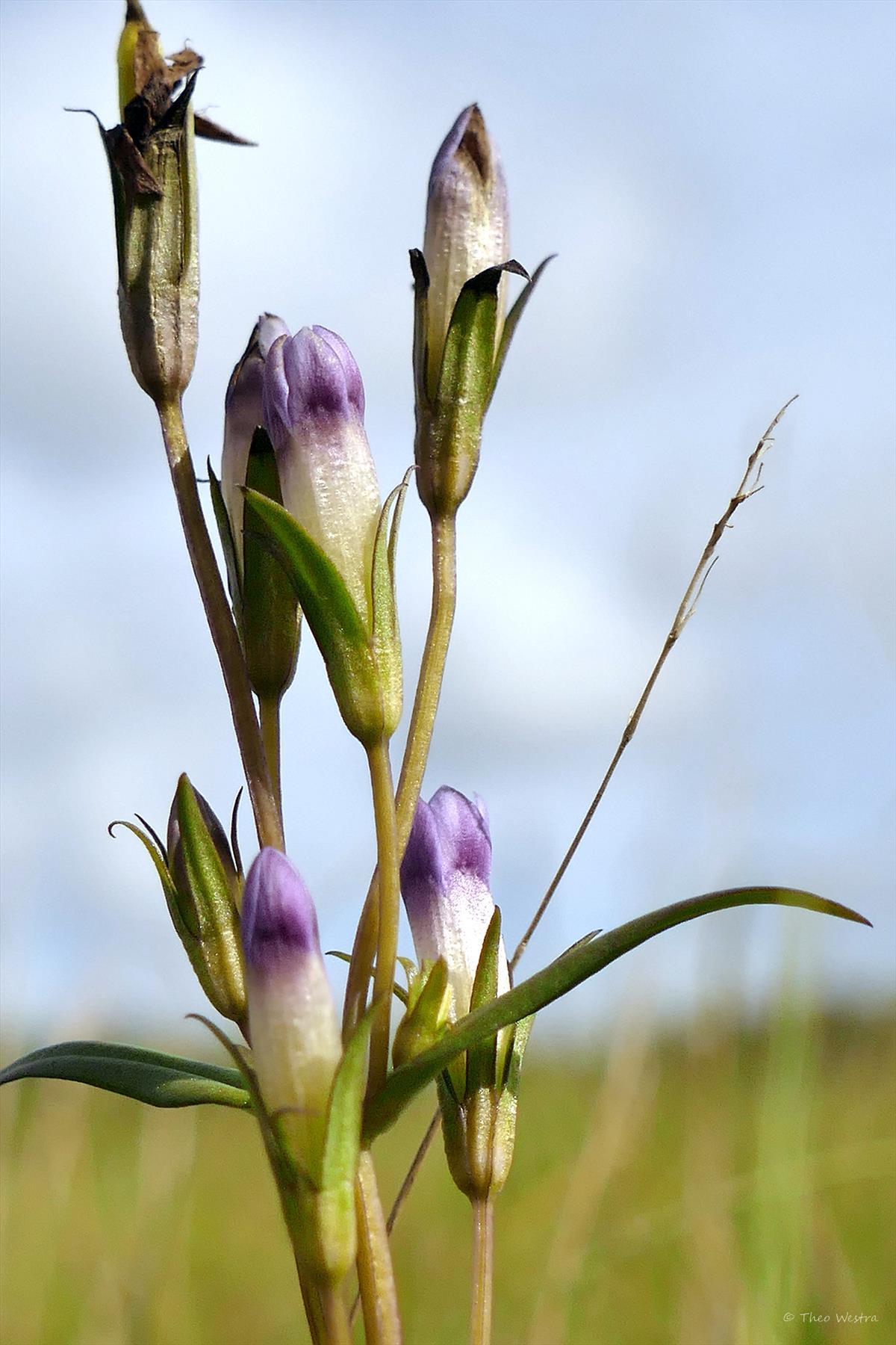 Gentianella amarella (door Theo Westra)