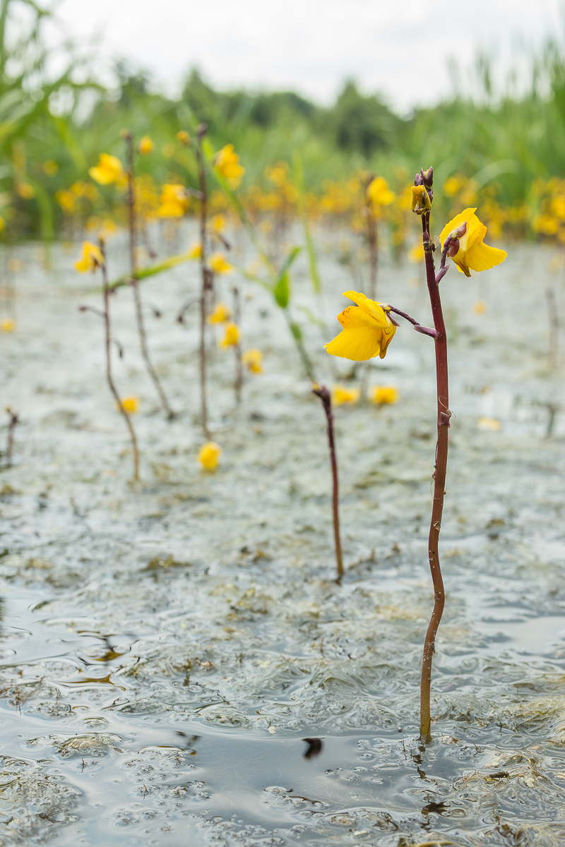 Utricularia vulgaris (door Antonie Blom)