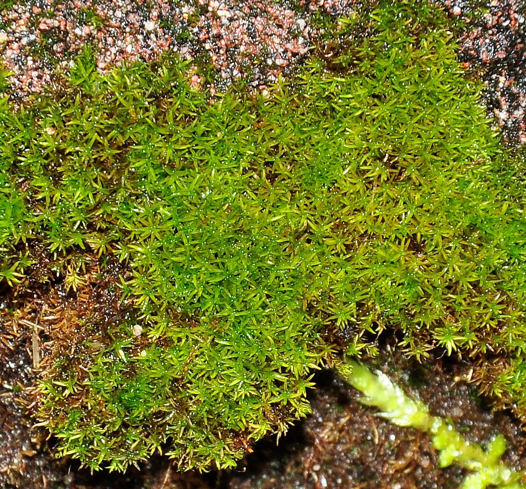 Gymnostomum aeruginosum (door Piet Kokke)