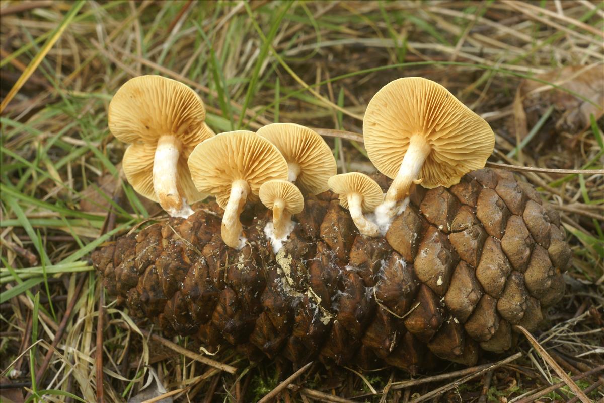 Gymnopilus penetrans (door Henk Remijn)