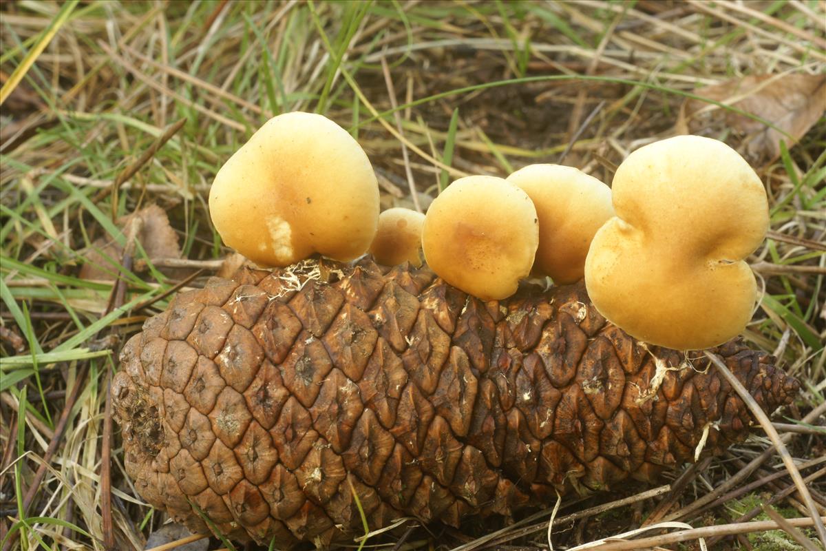 Gymnopilus penetrans (door Henk Remijn)