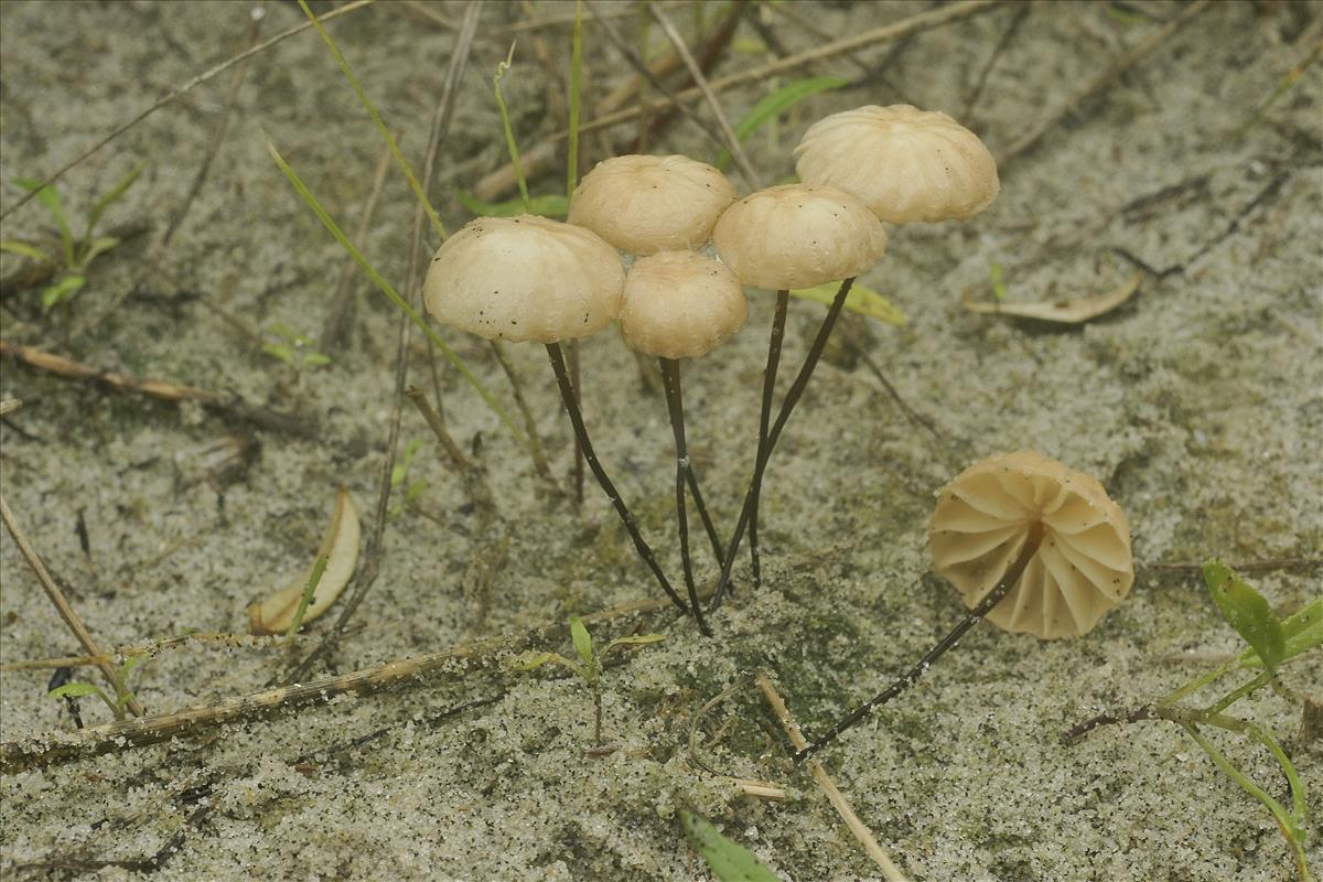 Marasmius anomalus (door Henk Remijn)