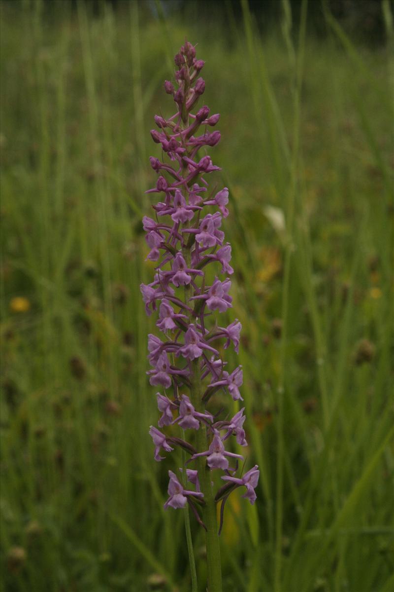 Gymnadenia conopsea (door Wouter van der Ham)