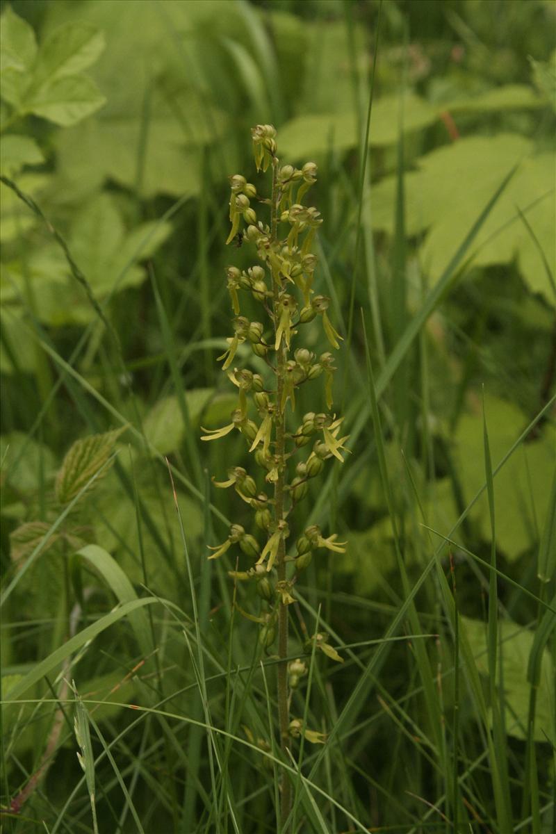 Neottia ovata (door Wouter van der Ham)