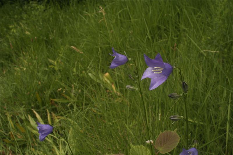 Campanula persicifolia (door Wouter van der Ham)