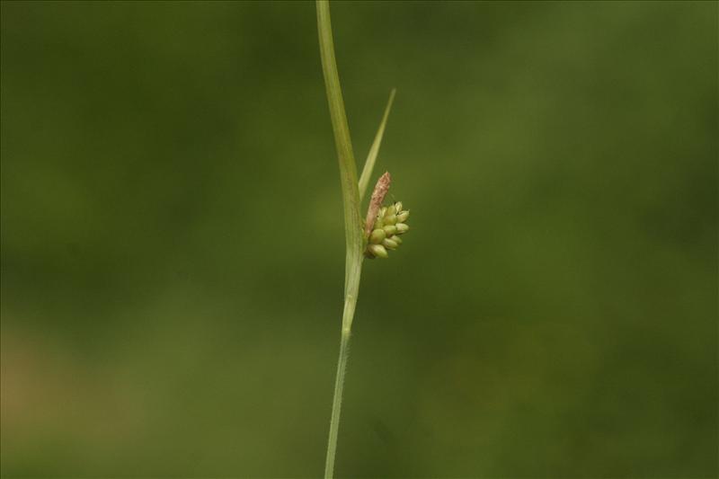Carex pallescens (door Wouter van der Ham)