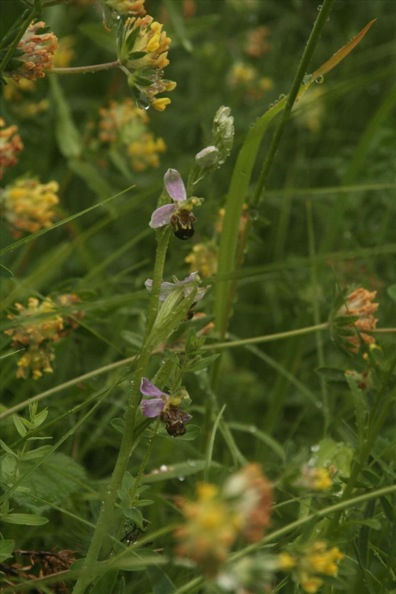 Ophrys apifera (door Wouter van der Ham)