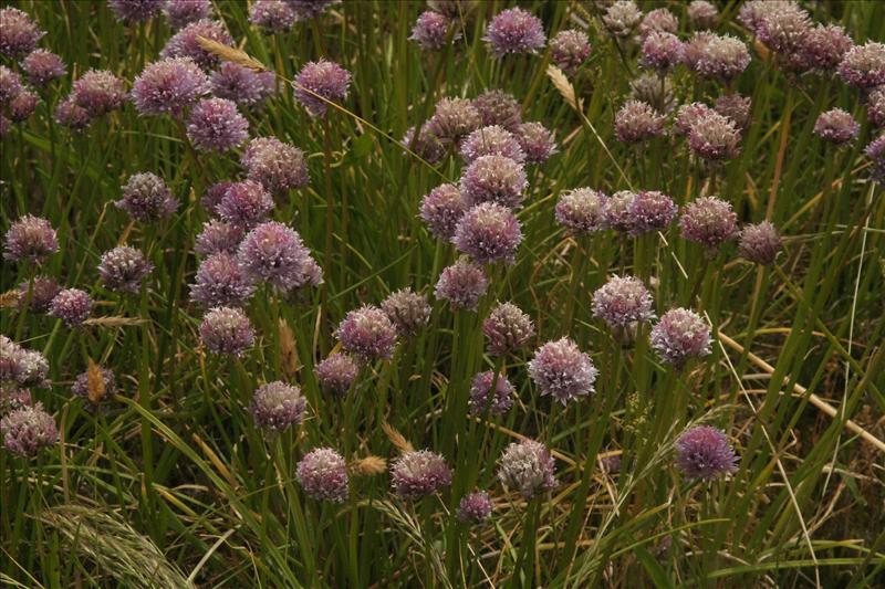 Allium schoenoprasum (door Wouter van der Ham)