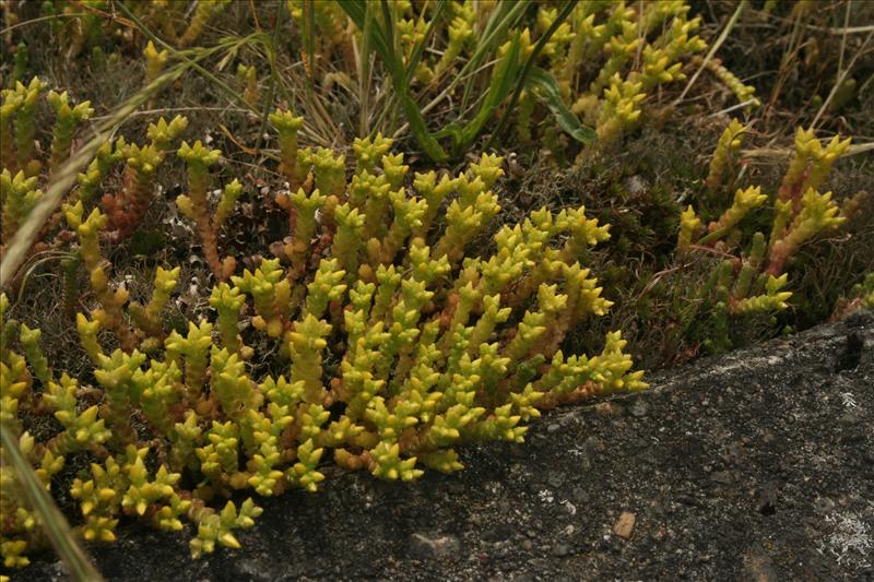 Sedum acre (door Wouter van der Ham)