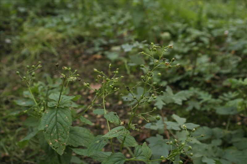 Scrophularia nodosa (door Wouter van der Ham)