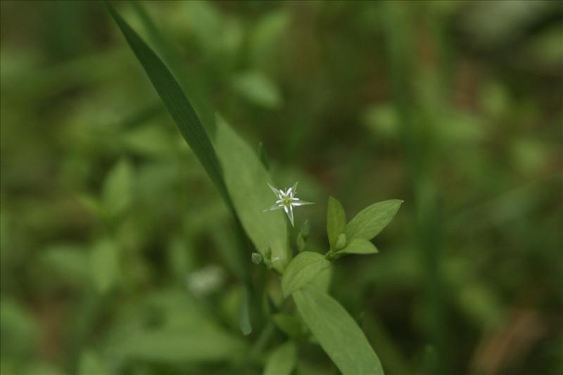 Stellaria alsine (door Wouter van der Ham)