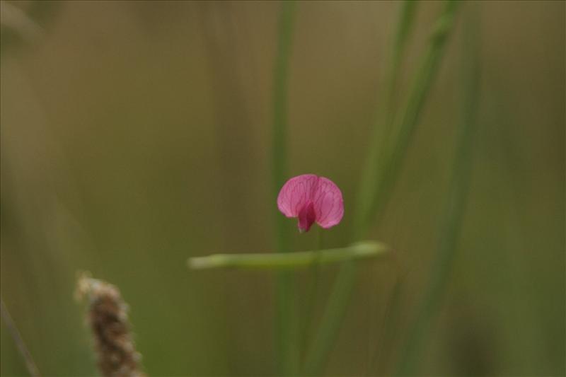 Lathyrus nissolia (door Wouter van der Ham)