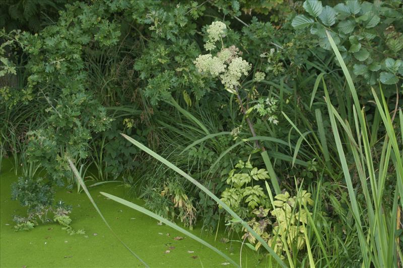 Angelica sylvestris (door Wouter van der Ham)