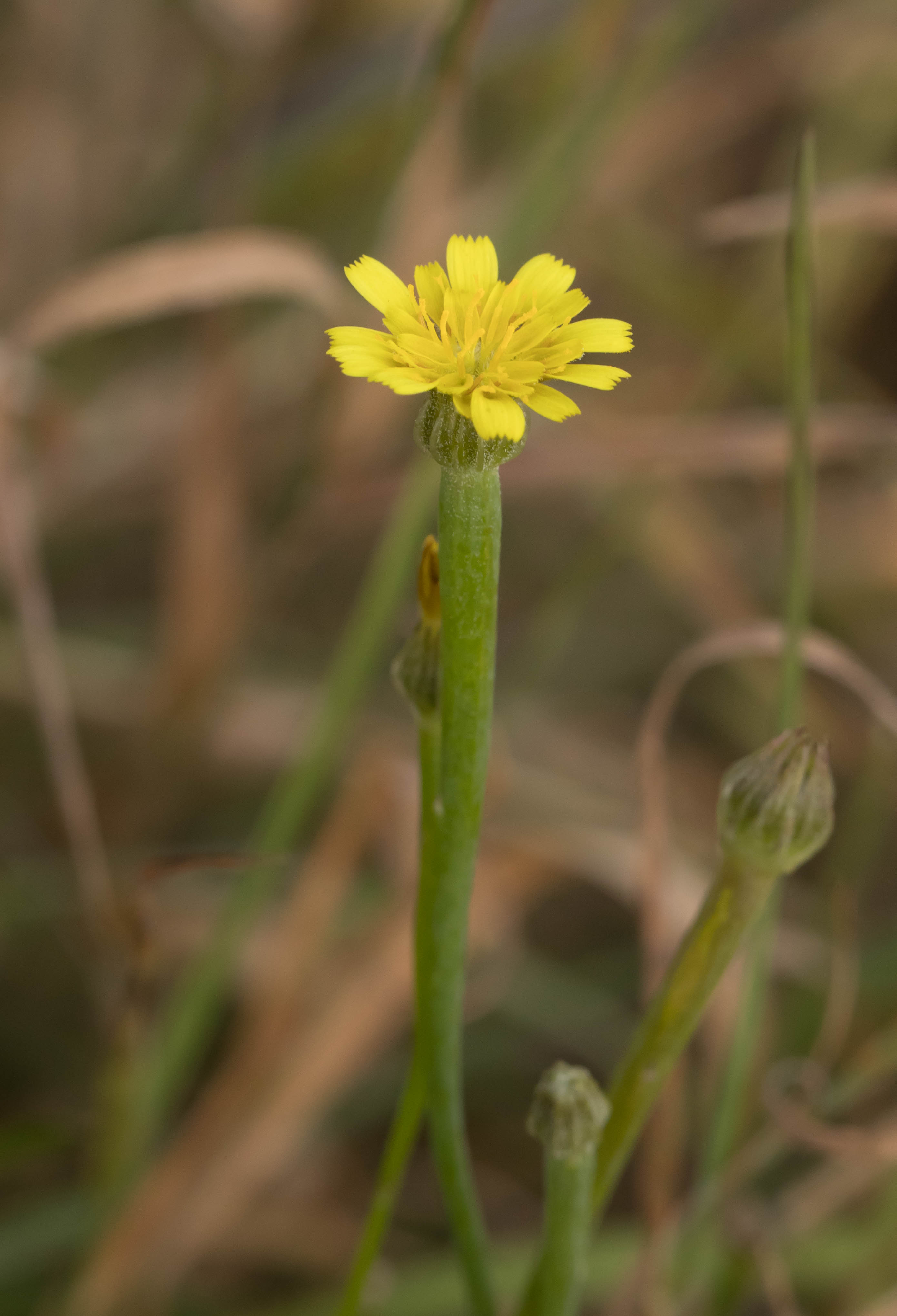 Arnoseris minima (door jan tuinstra)