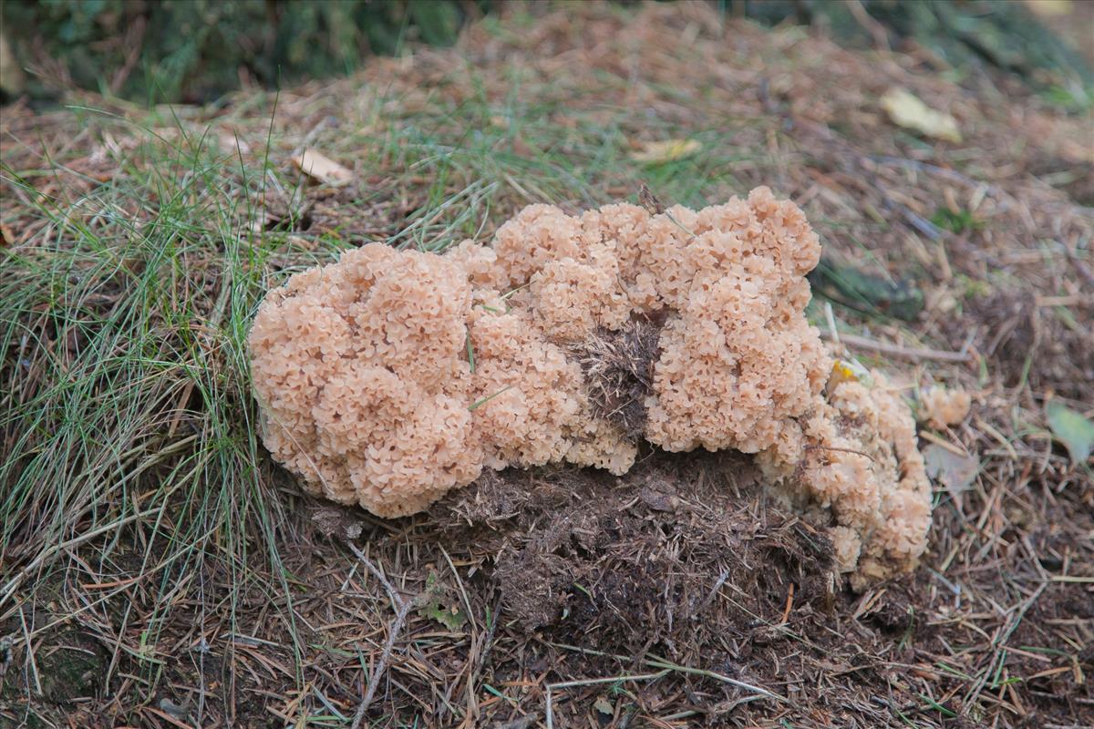 Sparassis crispa (door Henk Visser)