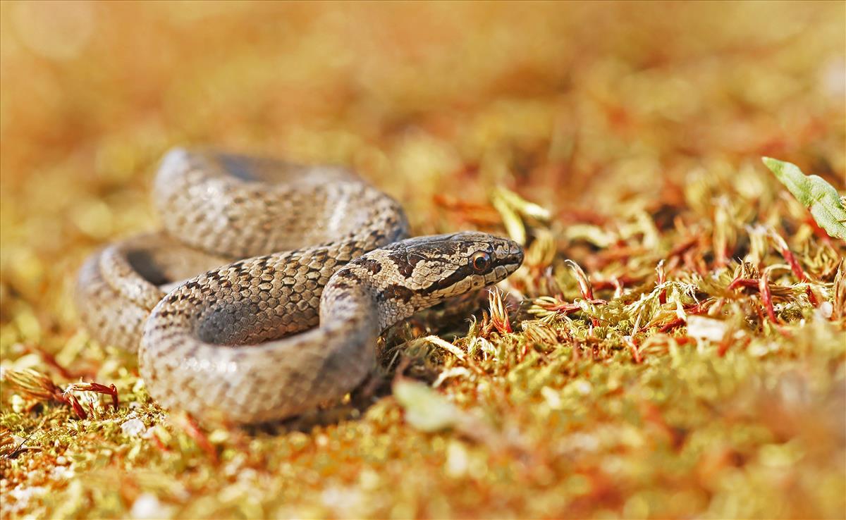 Coronella austriaca (door Jan-Freerk Kloen)