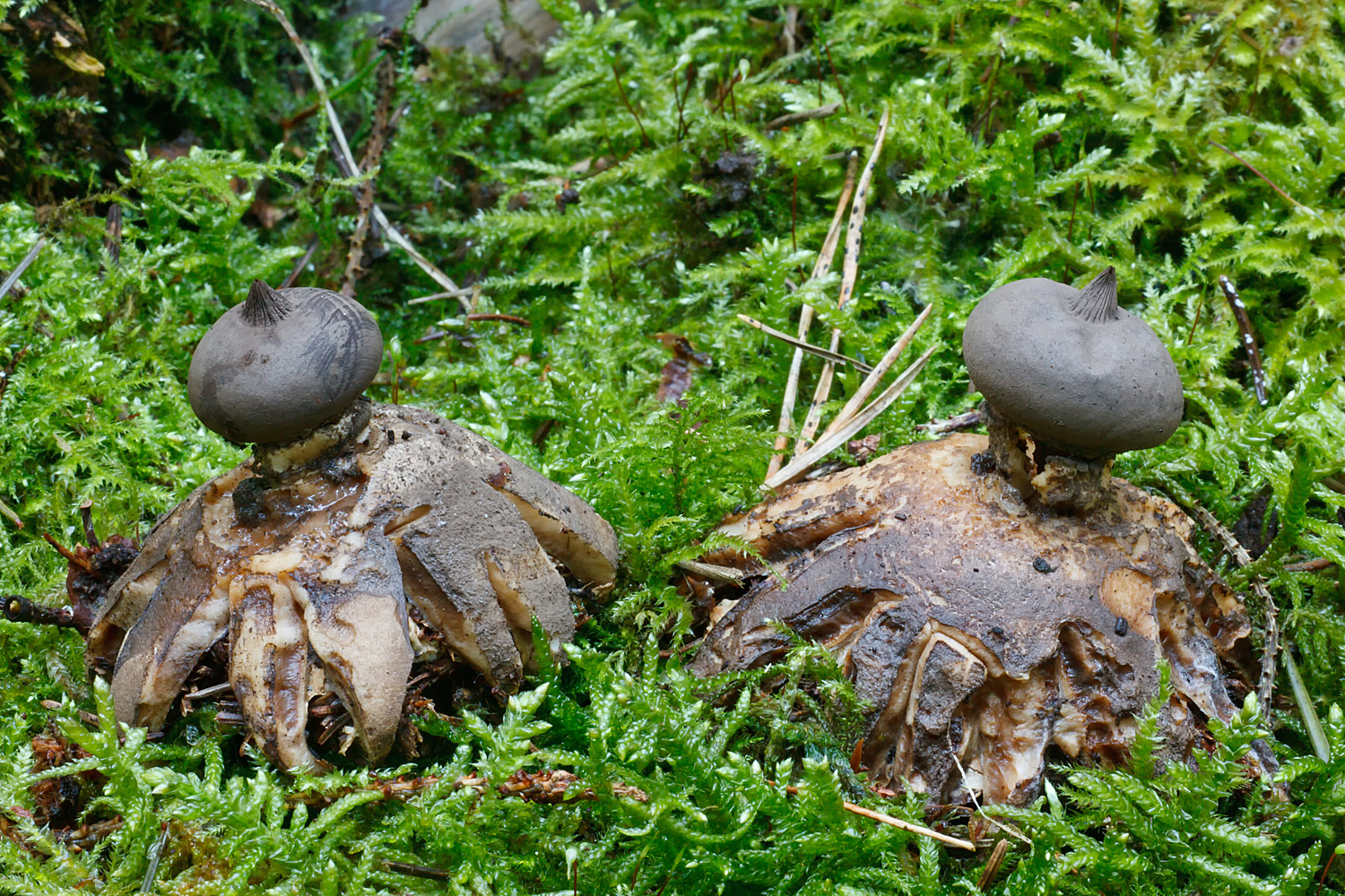 Geastrum pectinatum (door John Breugelmans)