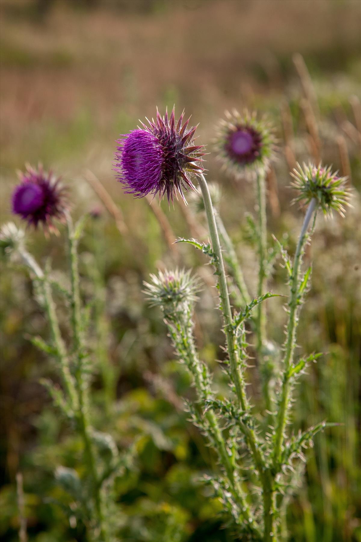 Carduus nutans (door Henk Visser)