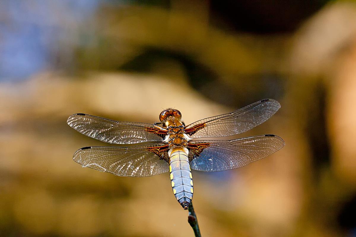 Libellula depressa (door John Breugelmans)