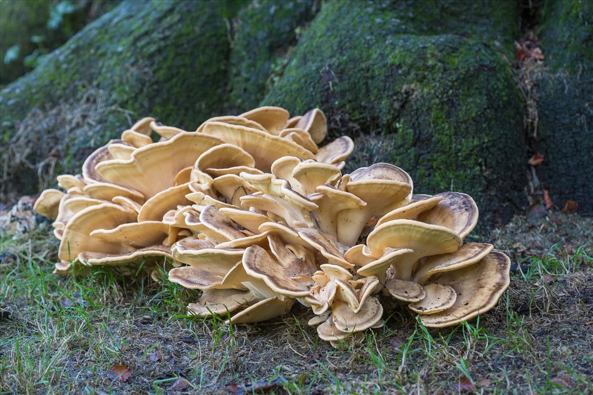 Meripilus giganteus (door Henk Visser)