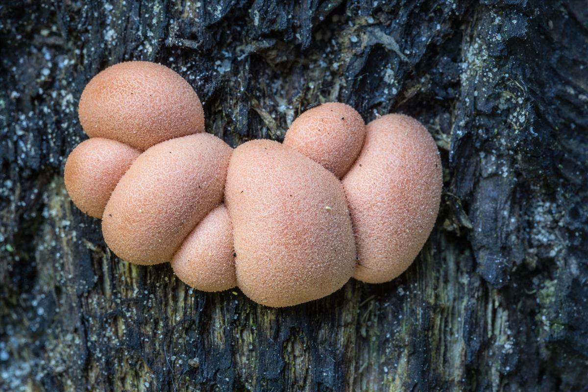 Lycogala epidendrum sl, incl. alisaulianovae, irregulare, leopardinum, maculatum, olearium, palianytsia, roseosporum, succineum (door Henk Visser)