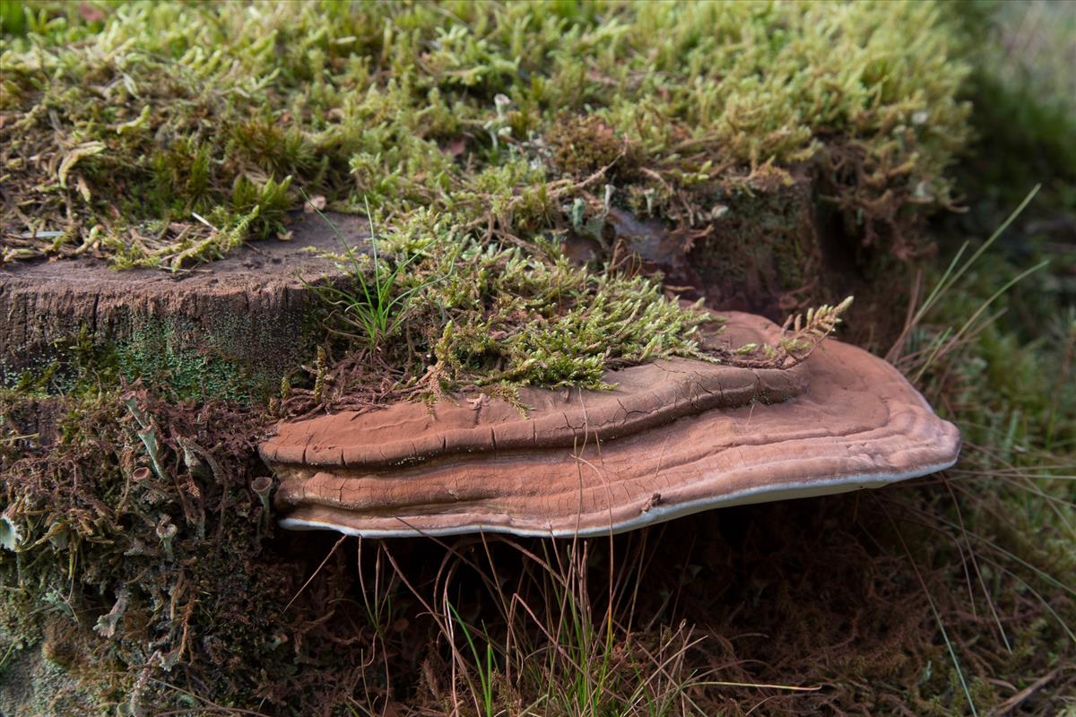 Ganoderma lipsiense (door Henk Visser)