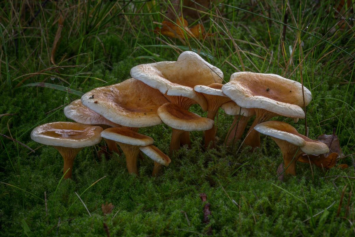 Hygrophoropsis aurantiaca (door Henk Visser)