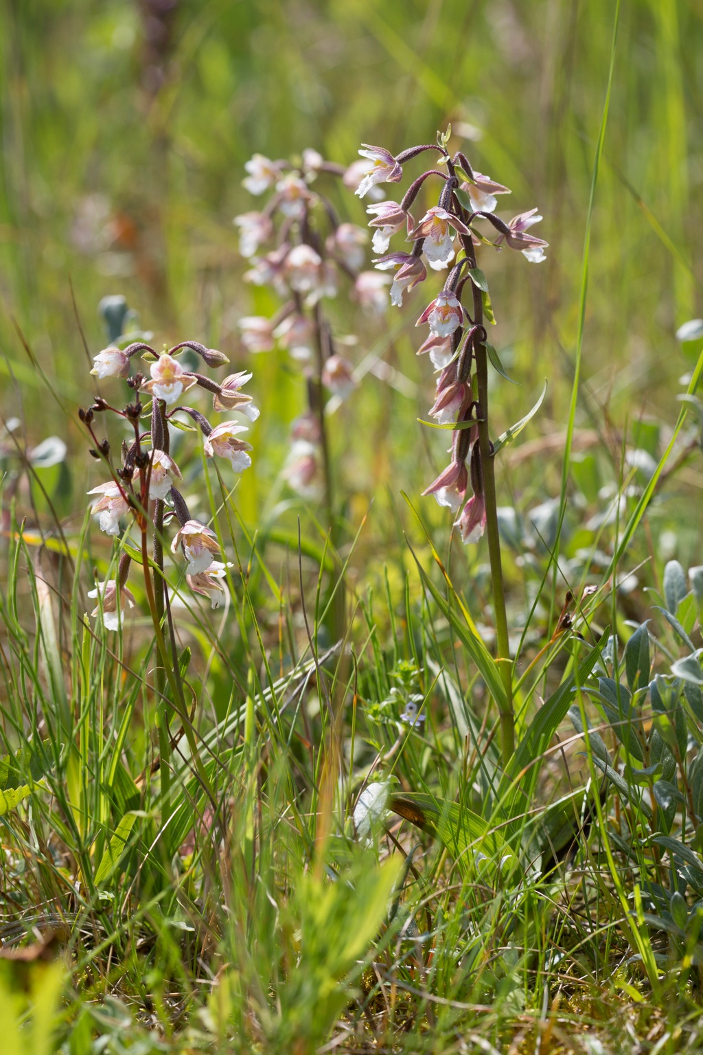 Epipactis palustris (door Henk Visser)