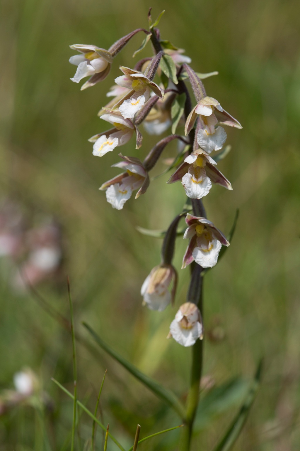 Epipactis palustris (door Henk Visser)