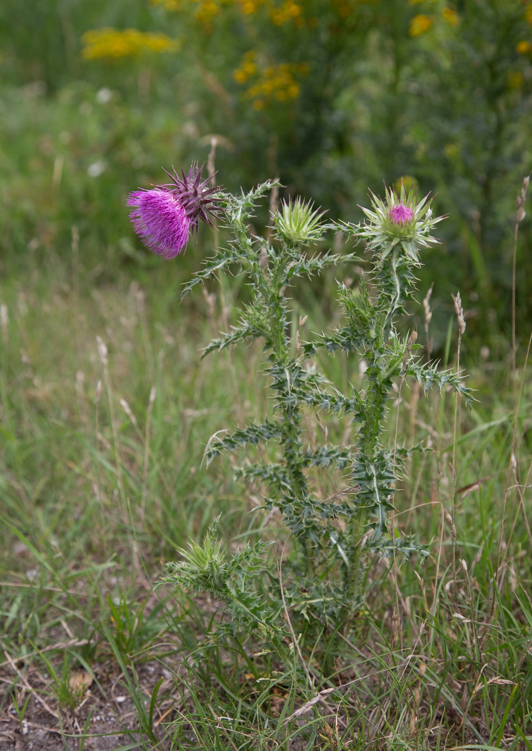 Carduus nutans (door Henk Visser)