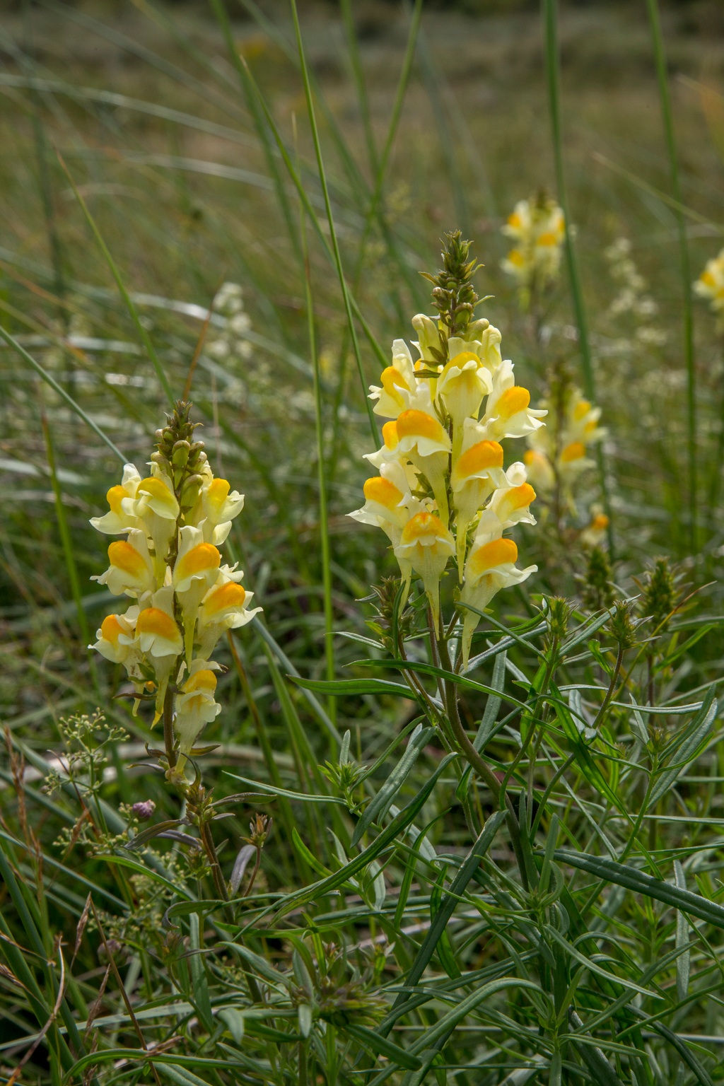 Linaria vulgaris (door Henk Visser)