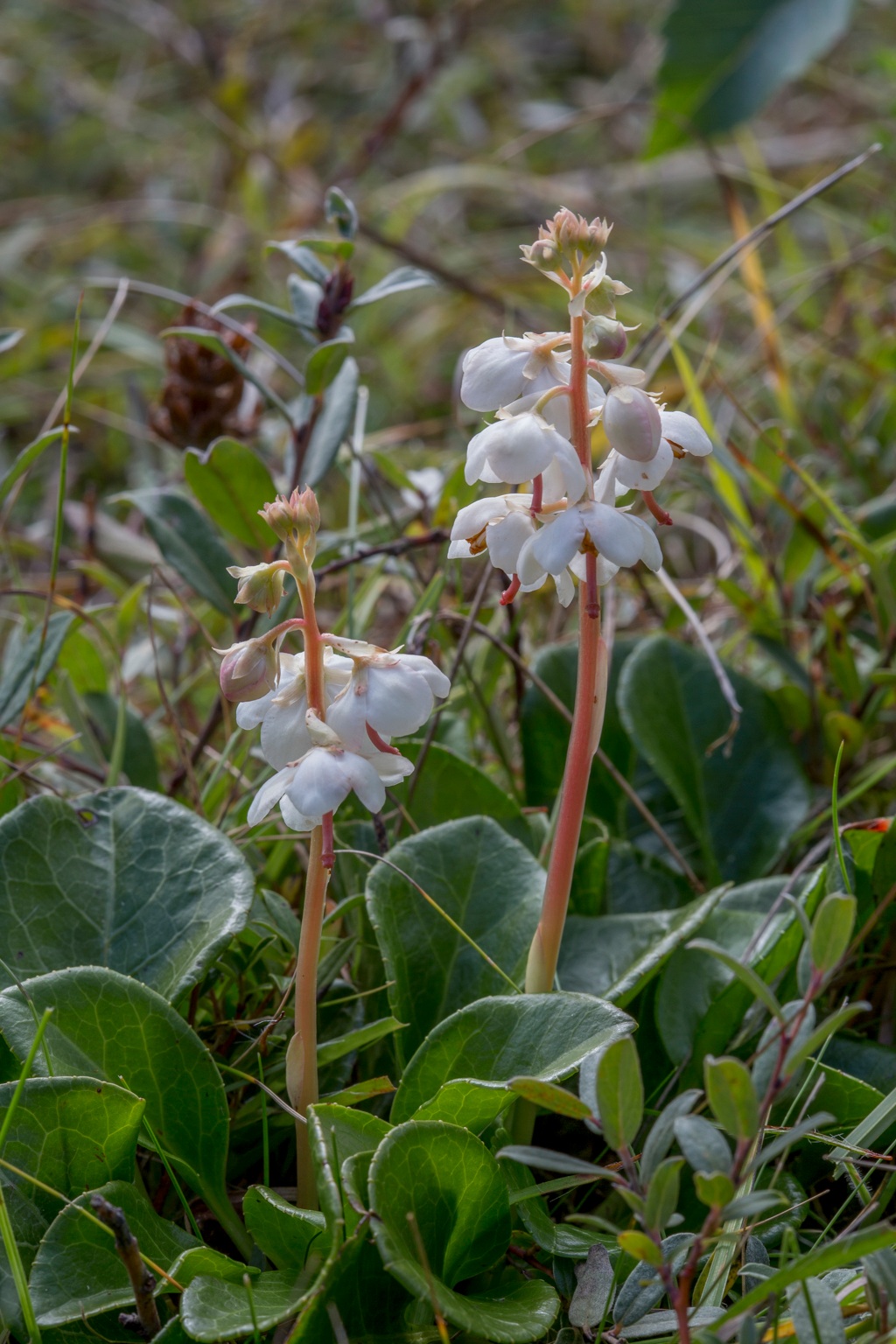 Pyrola rotundifolia (door Henk Visser)