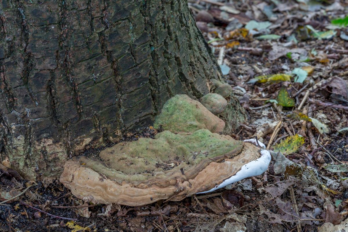 Ganoderma adspersum (door Henk Visser)