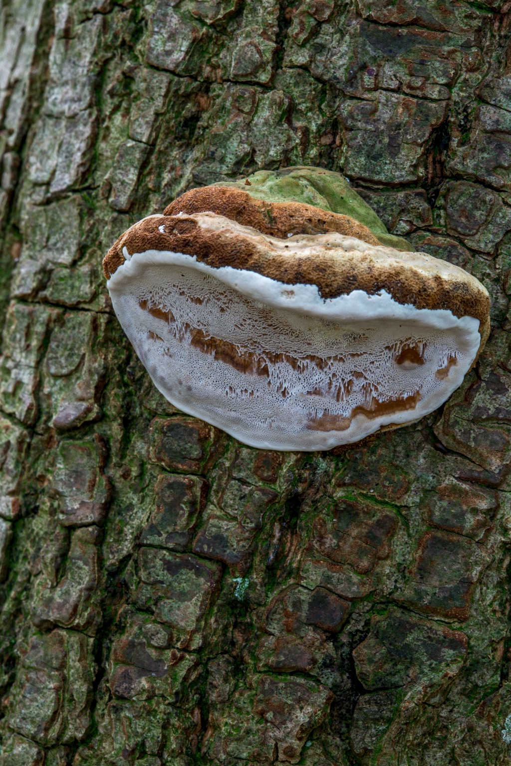 Ganoderma adspersum (door Henk Visser)