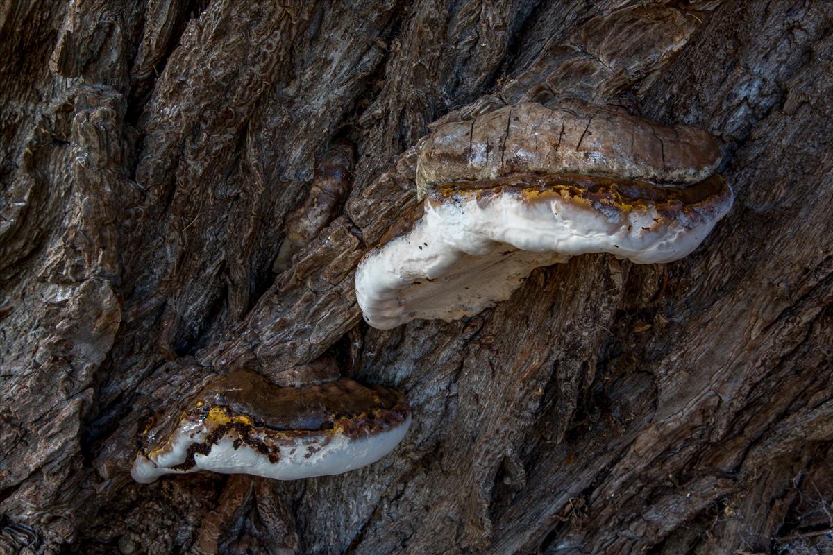 Ganoderma adspersum (door Henk Visser)