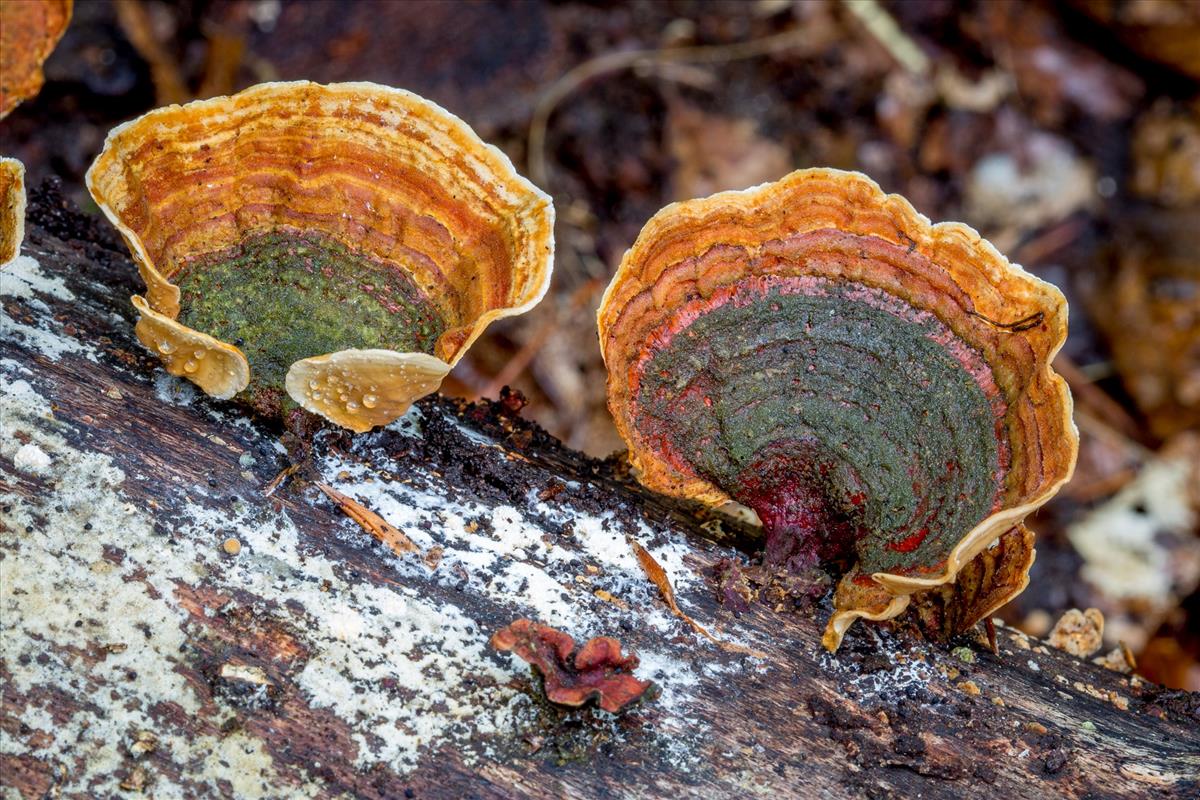 Stereum subtomentosum (door Henk Visser)