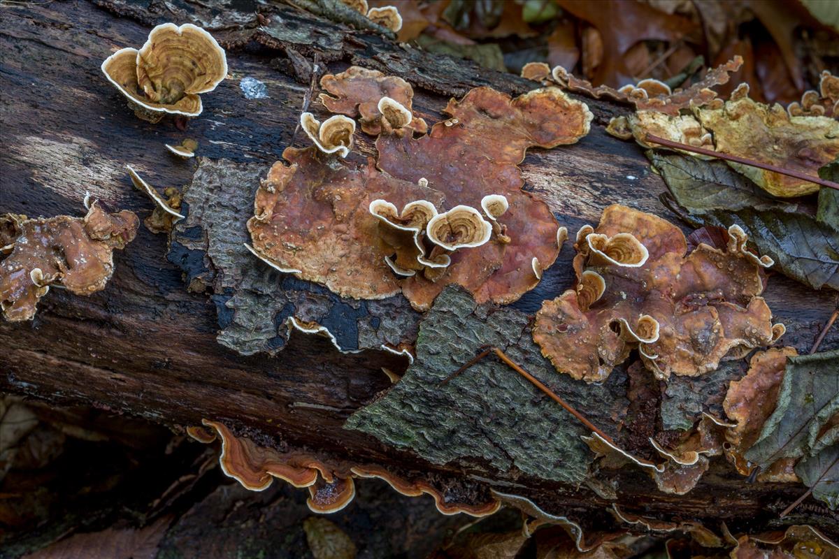 Stereum subtomentosum (door Henk Visser)