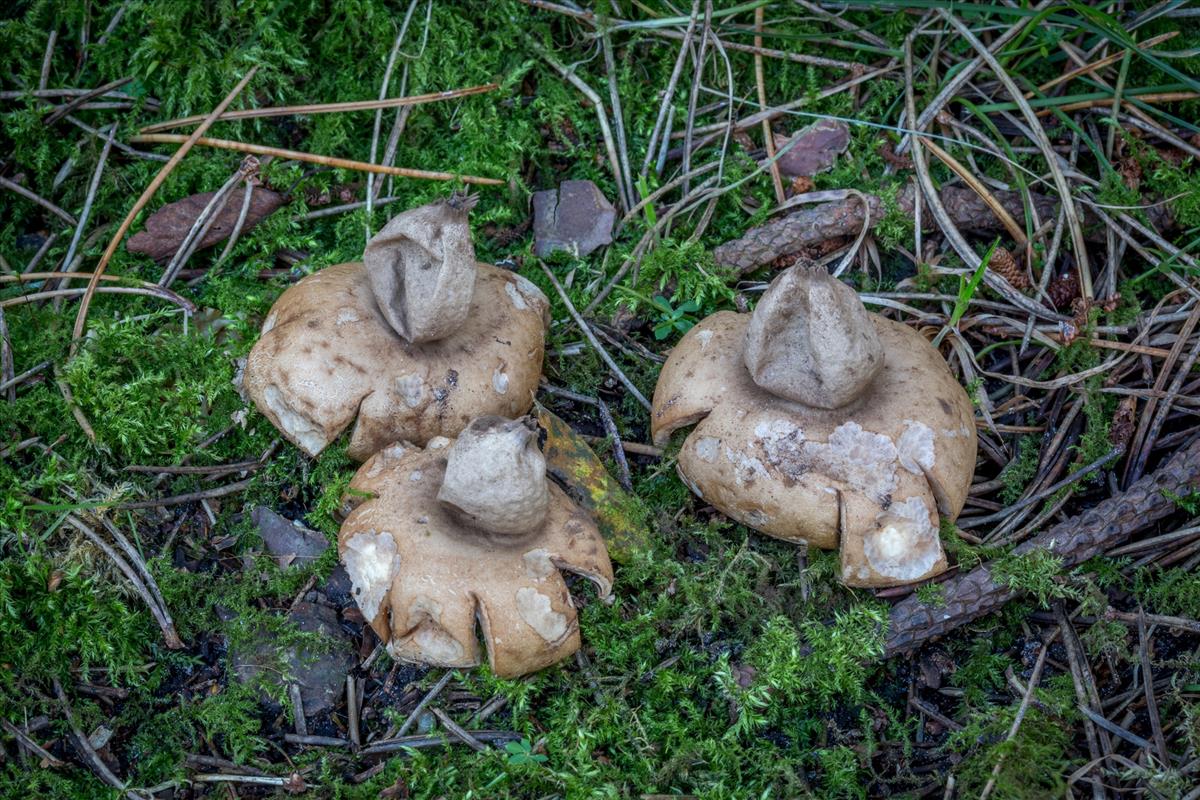 Geastrum fimbriatum (door Henk Visser)