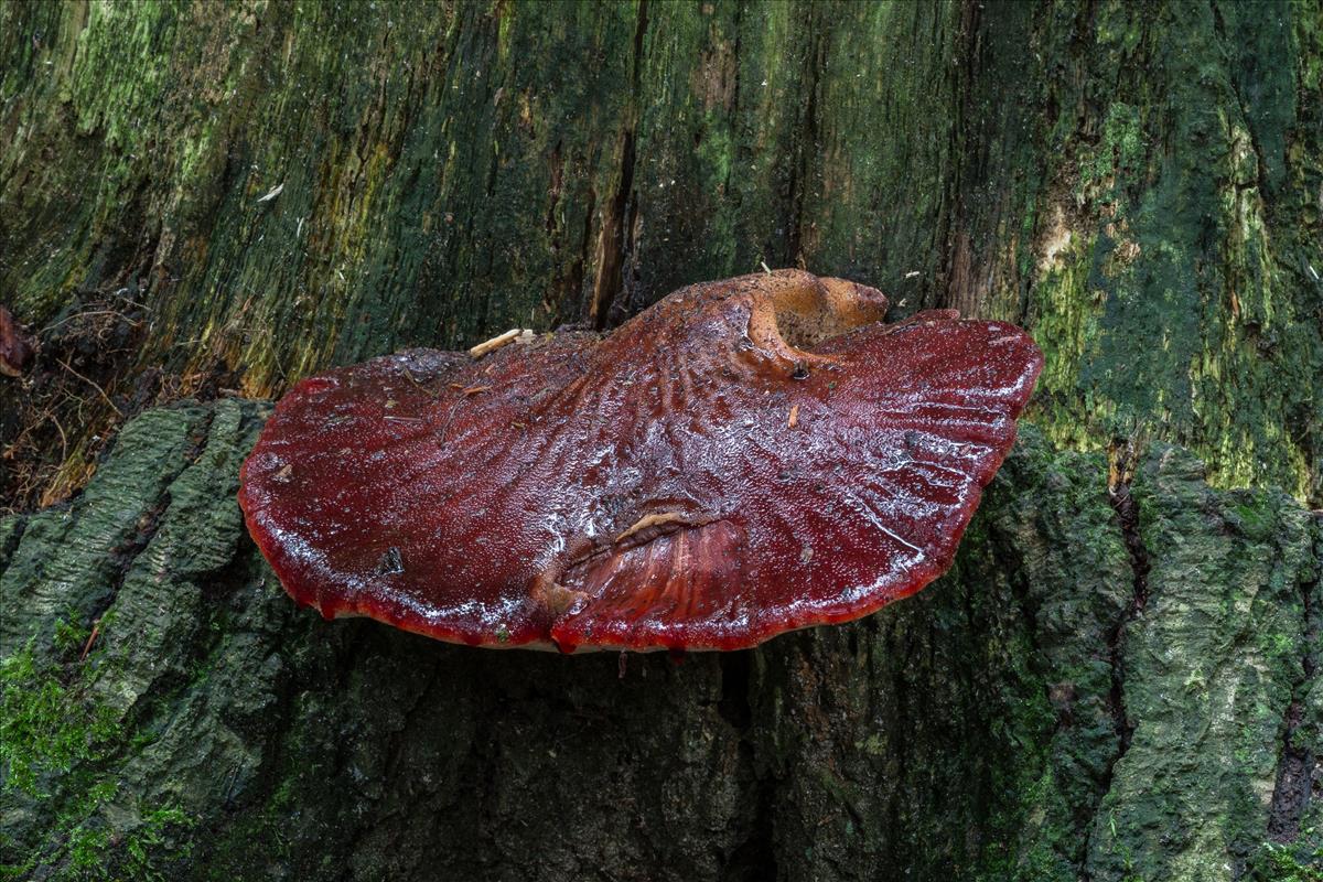 Fistulina hepatica (door Henk Visser)